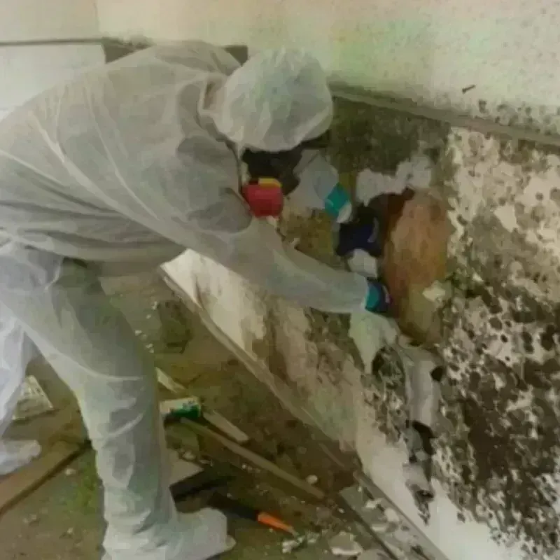 Mold Remediation and Removal in Herndon, VA